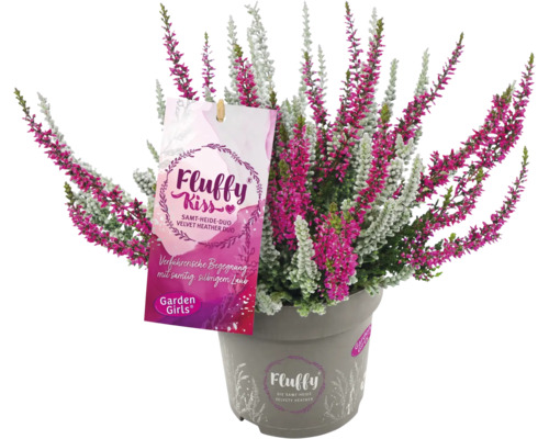 Topf mit Erika-Doppelpackung samtiger Heide Fluffy Kiss