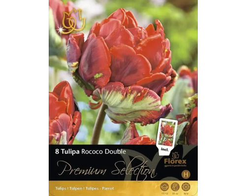 Verpackung mit 8 Tulipa Rococo Double Blumenzwiebeln