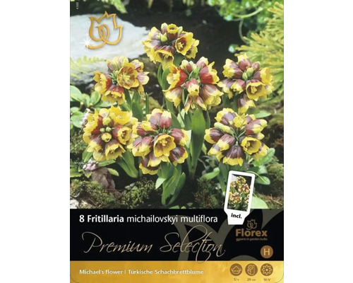 Verpackung mit acht Fritillaria michailovskyi multiflora Blumenzwiebeln