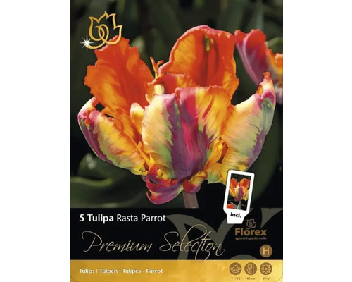 Verpackung mit fünf Tulipa Rasta Parrot Blumenzwiebeln