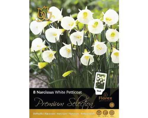 Verpackung mit acht Narzissen White Petticoat