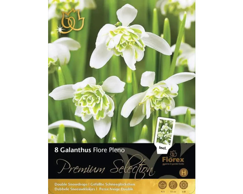 Verpackung mit acht Galanthus Flore Pleno Blumenzwiebeln