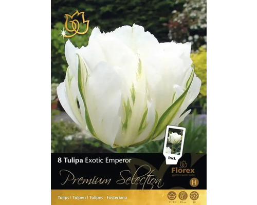Verpackung Tulpen Blumenzwiebeln Exotic Emperor