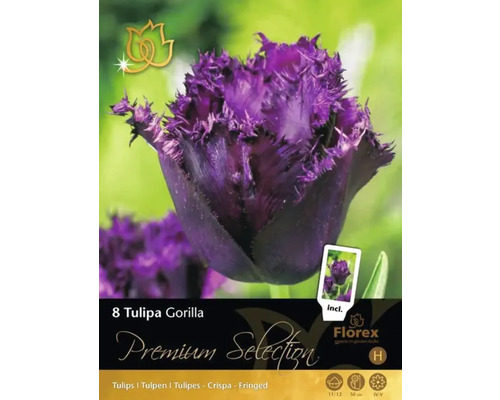 Tulipa Gorilla Blumenzwiebelpackung mit lila, gefransten Tulpen