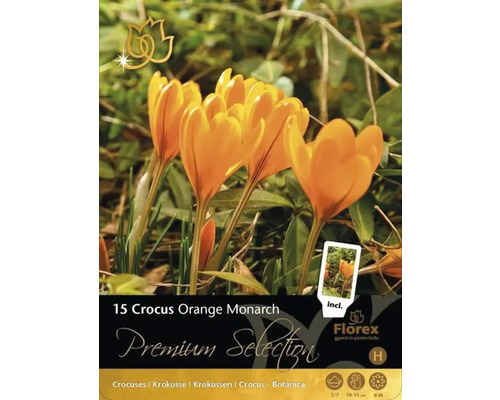 Packung Krokusse Orange Monarch mit 15 Zwiebeln