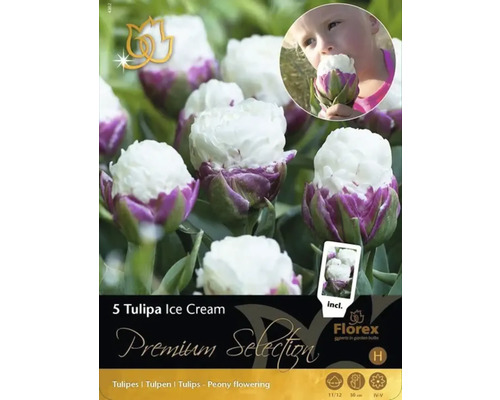 Packung mit fünf Tulipa Ice Cream Blumenzwiebeln