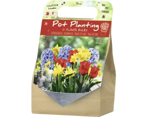 Packung mit Blumenzwiebeln für die Topfbepflanzung