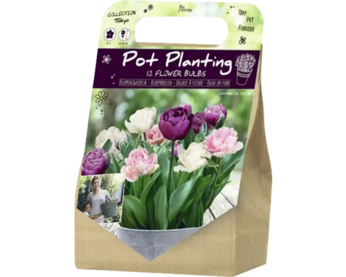 Blumenzwiebeln für Topfbepflanzung, 12 Stück