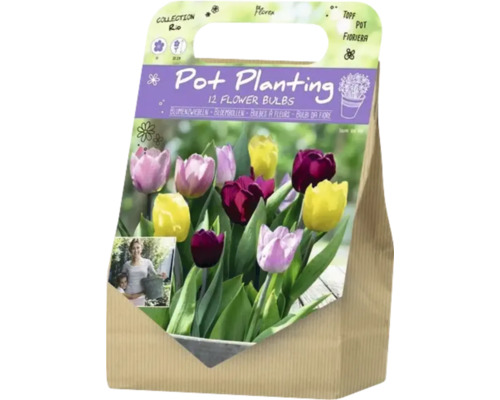 Verpackung Blumenzwiebeln für Topfbepflanzung mit zwölf Blumenzwiebeln
