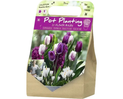 Packung Blumenzwiebeln für die Topfbepflanzung mit Tulpen, Krokussen und Hyazinthen