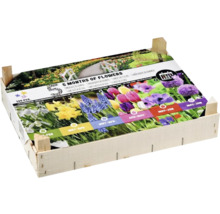Blumenzwiebeln Mischung für fünf Monate Blütezeit in Holzkiste