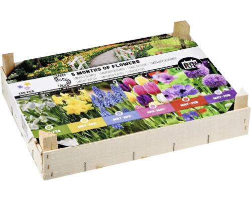 Blumenzwiebeln Mischung für fünf Monate Blütezeit in Holzkiste