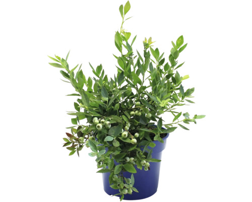 Bio Rosa Heidelbeere FloraSelf Bio Vaccinium corymbosum 'Pink Bonbons' ® 3 L