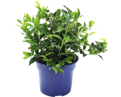 Bio Heidelbeere Yello!Belloblue® FloraSelf Bio Vaccinum corymbosum 'Yello! Belloblue' Co 3 L Bio Heidelbeere Yello!Belloblue® FloraSelf Bio Vaccinum corymbosum 'Yello! Belloblue' Co 3 L