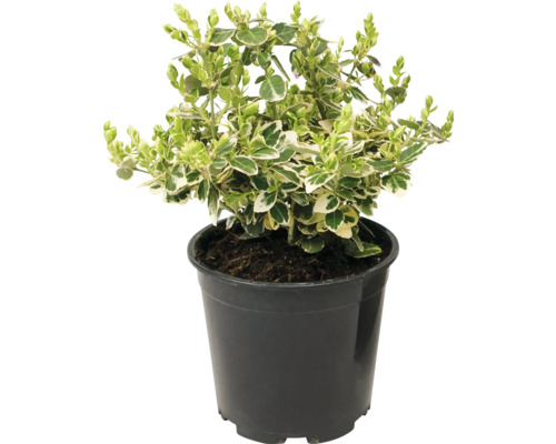 Im Topf gepflanzte Heckenpflanze mit grün-weiß panaschierten Blättern