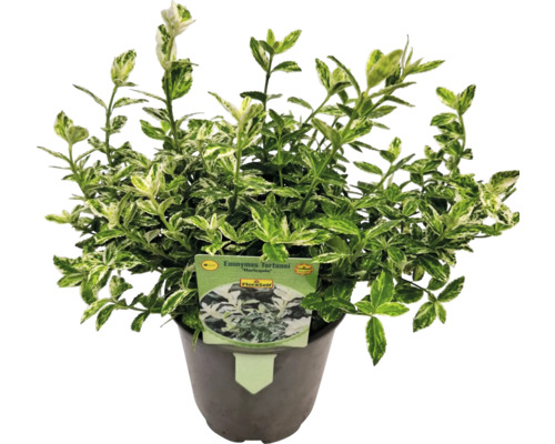 Spindelstrauch Harlequin im Topf