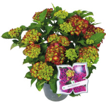 Hortensie Royal Red Purple im Topf