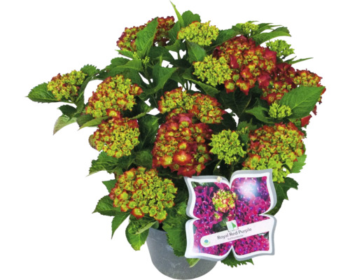 Hortensie Royal Red Purple im Topf