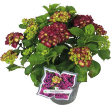 Royal Red Purple Ballhortensie in einem Topf mit einem Etikett