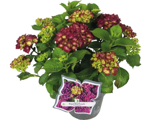 Royal Red Purple Ballhortensie in einem Topf mit einem Etikett