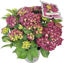Hortensie Royal Red Purple im Topf