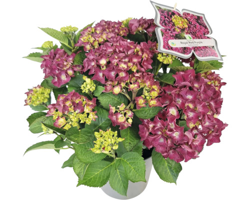 Hortensie Royal Red Purple im Topf