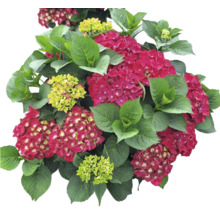 Hortensie mit roten und grünen Blüten und grünen Blättern