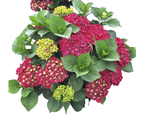 Hortensie mit roten und grünen Blüten und grünen Blättern