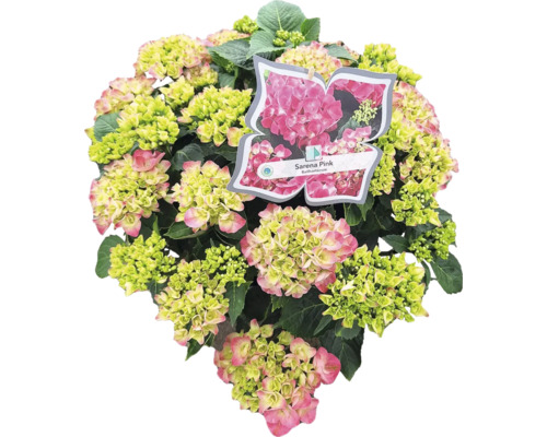 Hortensie Sarena Pink mit Blüten und Blättern