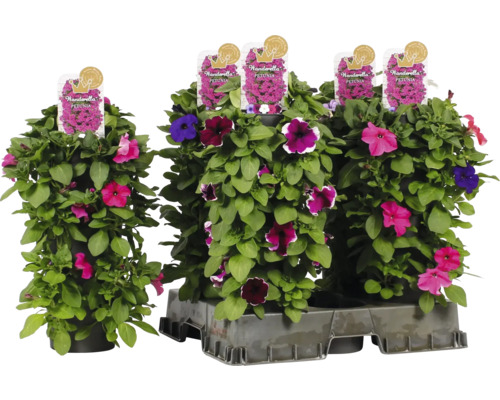 Hängepetunien der Sorte Wanderella in einem Topf