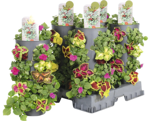 Blumenampel mit verschiedenen Pflanzen und Sortenschildern