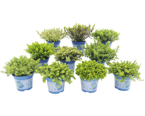 Mehrere blühende Pflanzen in Töpfen für den Außenbereich