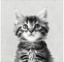 Schwarzweiß-Porträt einer Katze