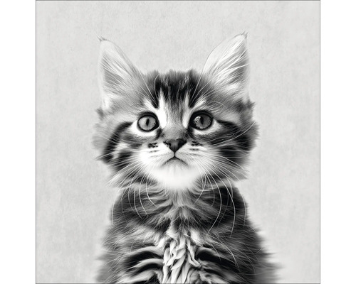 Schwarzweiß-Porträt einer Katze