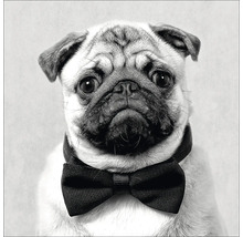 Mops mit Fliege
