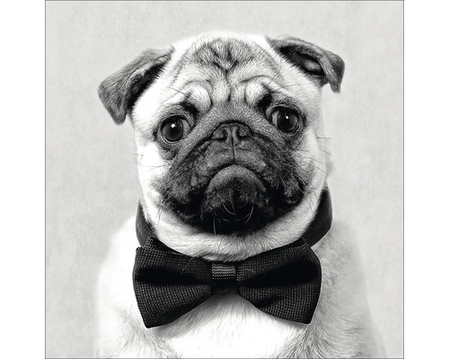 Mops mit Fliege