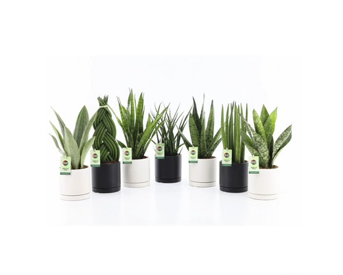 Bogenhanf Mix FloraSelf Sansevieria in Ø 13 cm Keramiktopf Hainan, zufällige Sortenauswahl Verschiedene Sansevieria Pflanzen in weißen und schwarzen Töpfen