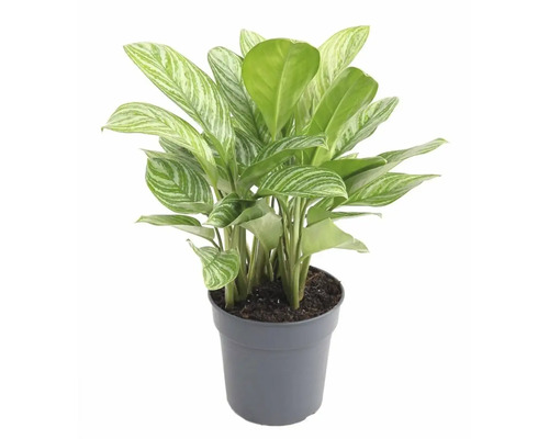 Kolbenfaden 'Stripes' FloraSelf Aglaonema commutatum 'Stripes' H ca. 65 cm Ø 24 cm Topf Chinesisches Schilf im Topf