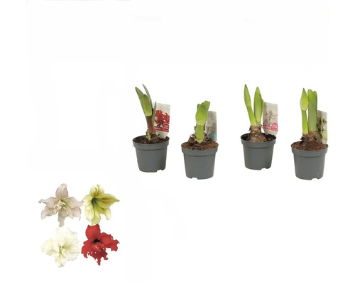 Amaryllis, Ritterstern Kolibri Exclusive MIX FloraSelf Hippeastrum Ø 9 cm Topf, 2 Blüten Amarylliszwiebeln in Töpfen mit Blumenbeispielen