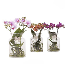 Drei Orchideen in Glasvasen mit verschiedenen Blütenfarben