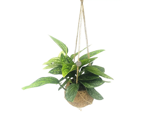 Kokodama-Ampel Efeutute 'Marble Planet' FloraSelf Blumenampel als Set Ø 17 cm Topf Hängepflanze mit grünen Blättern in Kokosfaser-Hängekorb