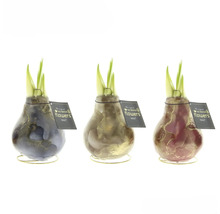 Drei Wachsblumen mit Zwiebeln und grünen Trieben auf goldenen Ständern
