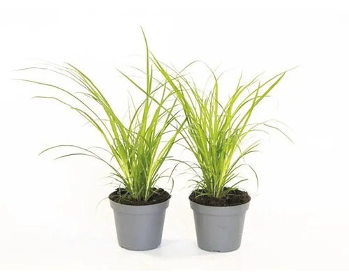 Zwei Japanisches Blutgras Pflanzen in Töpfen