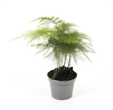 Zimmerpflanze Asparagus in einem Topf