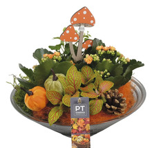 Herbstliches Tischgesteck mit Pflanzen, Kürbissen und Holzpilzen in einer Schale.
