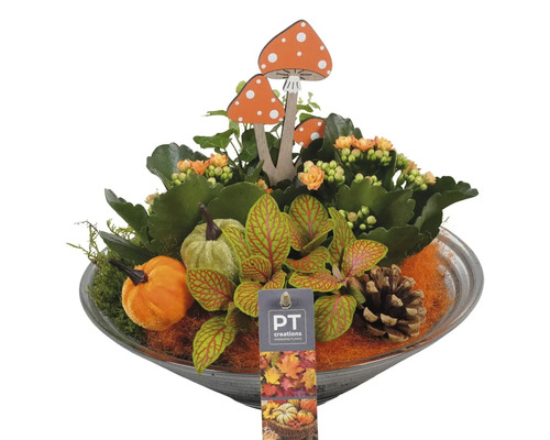 Herbstliches Tischgesteck mit Pflanzen, Kürbissen und Holzpilzen in einer Schale.