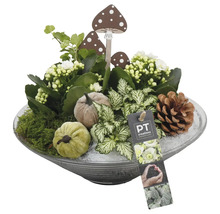 Dekorative Herbstpflanzschale mit Pilzfiguren, Kürbissen, Tannenzapfen und Pflanzenarrangement in einer Glasschale