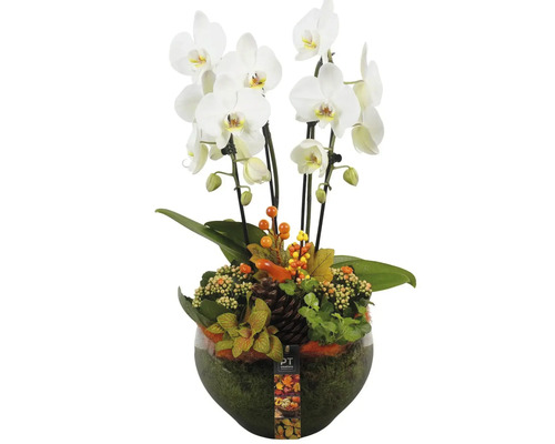 Arrangement mit weißer Orchidee in Glasvase mit Herbstdekoration