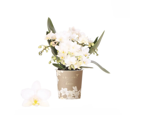 Weiße Orchidee FloraSelf Phalaenopsis 'Botanica Nazare' Ø 9 cm Topf 4 Rispen Weiße Orchidee im Topf
