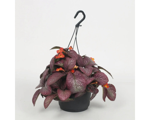 Episcie, Schattenröhre FloraSelf Episcia 'Malayan Gem' Ø 17 cm Topf Hängepflanze mit roten Blüten in einem schwarzen Topf